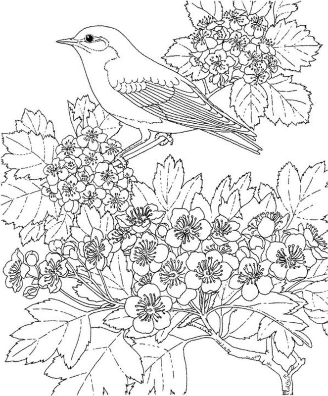 Kolorowanki Ptaki dla dorosłych: do druku 34