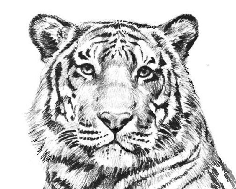 Kolorowanki Tygrysy dla dorosłych: do druku 6